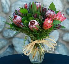 Image result for Sugar Daddy Flowers