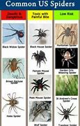 Image result for Kentucky Spider Identification Chart