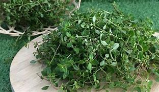 Image result for Daun Thyme