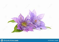 Image result for Group 2 Clematis