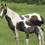 Image result for Native American Horse Breeds