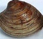 Image result for Purple Quahog Shell