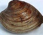 Image result for Quahog Clam Shells