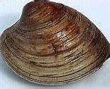 Image result for Ocean Quahog Alive Walking