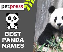 Image result for Panda Names Girl