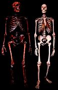 Image result for Neanderthal Anatomy