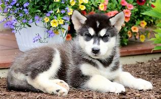 Image result for Malamute Mix Puppy