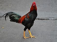 Image result for La Coq