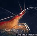 Image result for Sea Shrimp