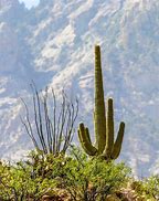 Image result for Sonoran Desert Cactus Types