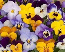 Image result for pansies