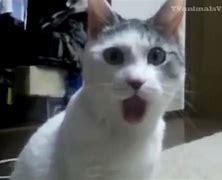 Image result for Cat with Surprised Open Mouth Meme