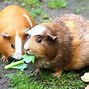 Image result for Chocolate Guinea Pig