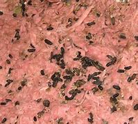 Image result for Rat Poop Disease Symptoms