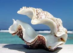 Image result for Clam Gros Coque