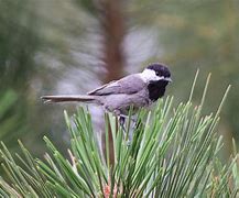 Image result for Mexican Chickadee