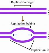 Image result for DNA Replication Bubble