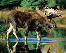 Image result for Great One Moose and Deer