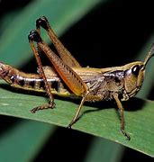 Image result for Bugs That Look Like Grasshoppers