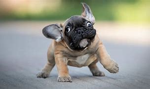 Image result for Funny Small Dogs