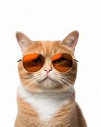 Image result for Cool Cat PNG