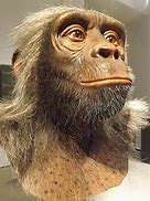 Image result for Sahelanthropus Skull