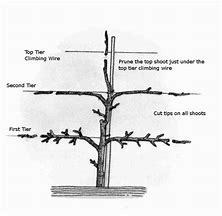 Image result for Espalier Plum Tree
