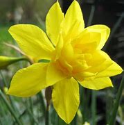 Image result for Narcissus x odorus Plenus