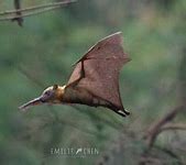 Image result for Straw-Colored Fruit Bat