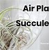 Image result for Succulent Air Plant