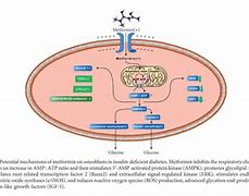 Image result for Type 2 Diabetes Metformin