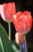 Image result for Red Stripped Tulip