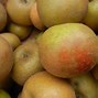 Image result for Heirloom Apple Varieties Rhode Island