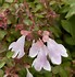 Image result for Abelia Pinky Bells