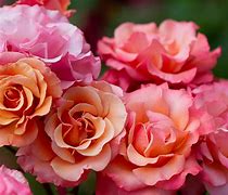 Image result for Macro Flowers Rose