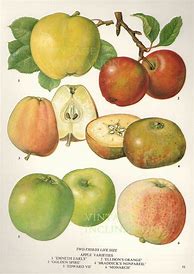 Image result for Antique Apple Varieties