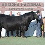Image result for Show Cattle Aztec