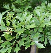 Image result for Quercus nigra