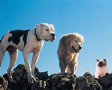 Image result for Funny Dog Movies