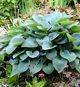 Image result for Hosta Hadspen Blue