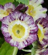 Image result for Primula auricula Wildform