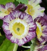 Image result for Primula auricula Pin Stripe