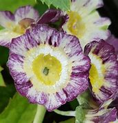 Image result for Primula auricula Mazetta Stripe