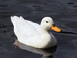 Image result for duck