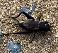 Image result for Fall Field Cricket Habitat