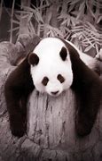 Image result for Sad Panda Face