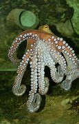 Image result for Octopus Bath Toy