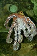 Image result for Octopus Siphon