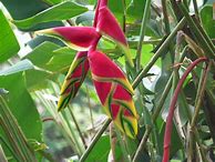 Image result for Lobster Claw Flower