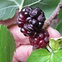 Image result for Mulberry Leaf Shape